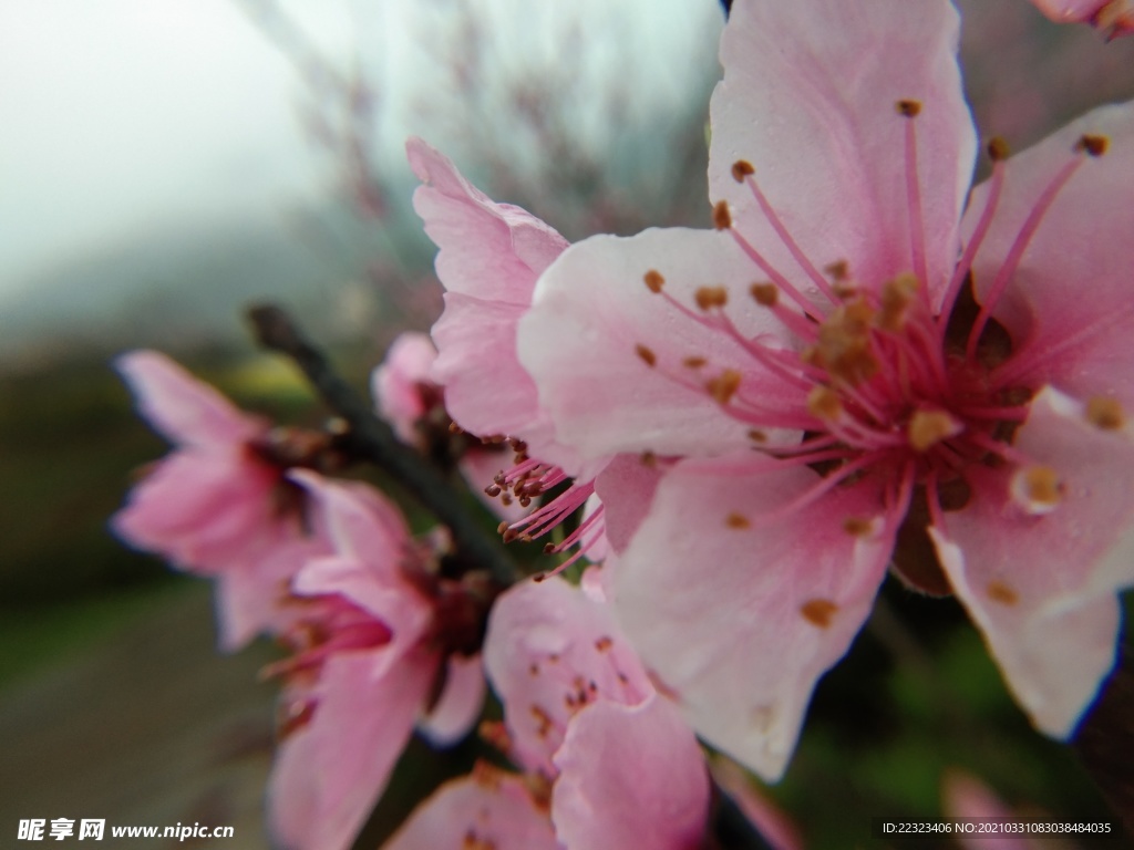 桃花