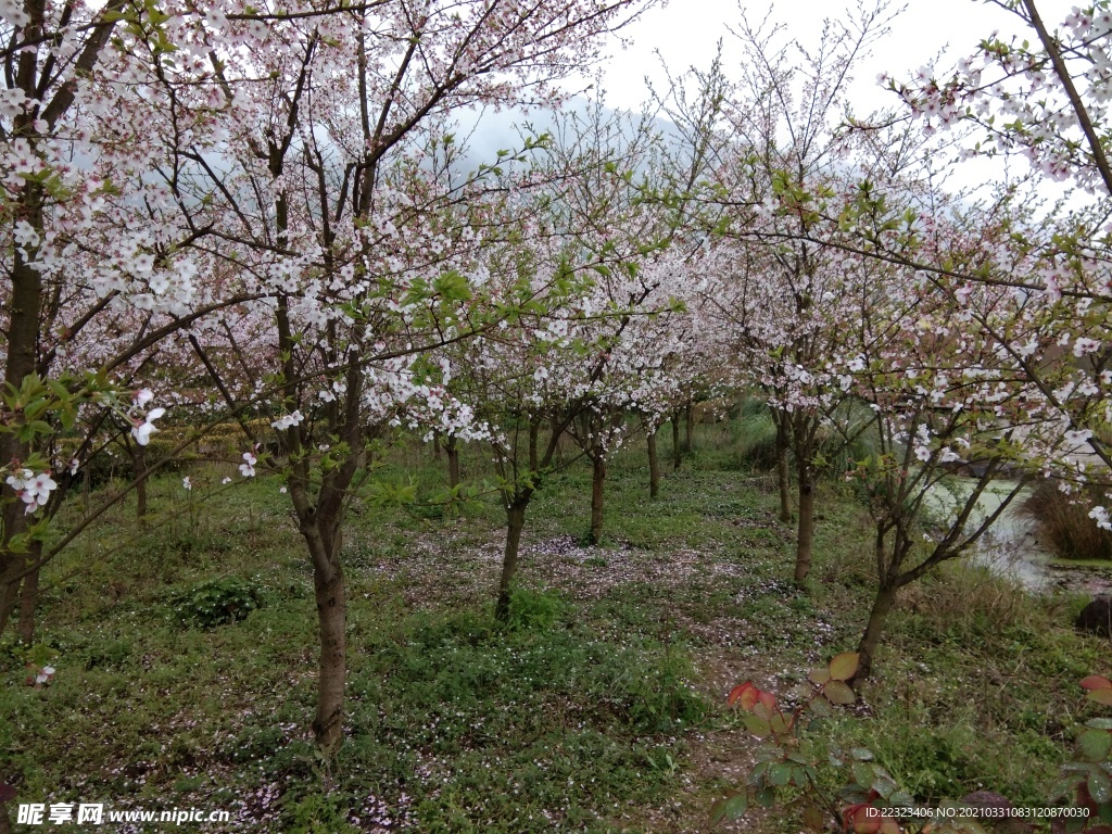 桃花