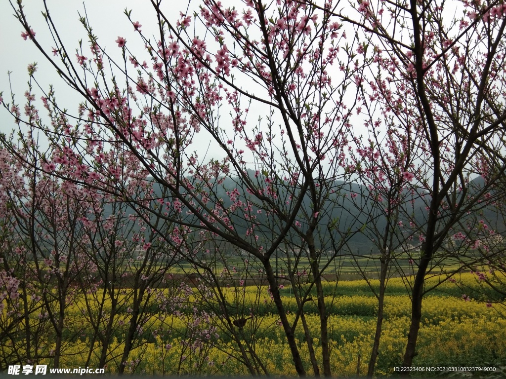 桃花