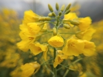 油菜花田