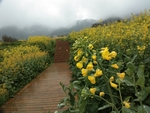 油菜花田