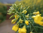 油菜花田