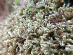 苔藓