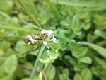 泽珍珠菜