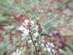 碎米荠