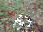 碎米荠