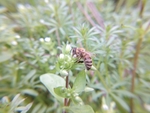 蜜蜂