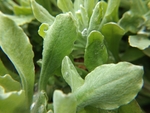 拟鼠麹草