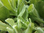 野菜