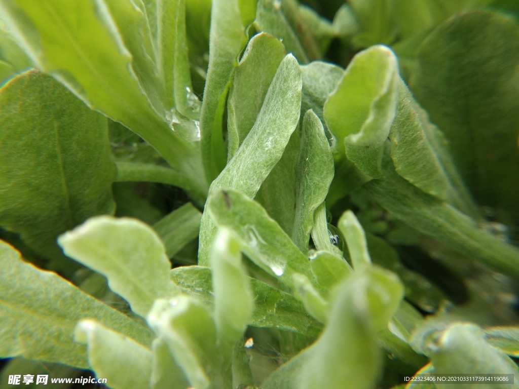 野菜