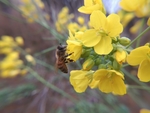 油菜花