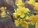 油菜花