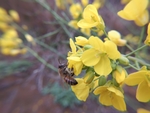 油菜花