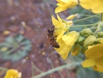 油菜花