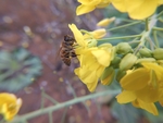 油菜花
