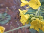 油菜花