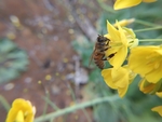 油菜花