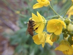 油菜花