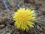 蒲公英花