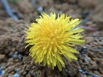 蒲公英花