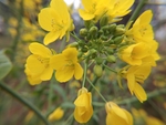 油菜花