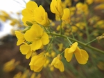 油菜花