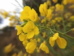油菜花