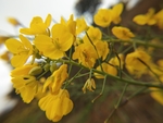油菜花
