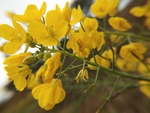 油菜花