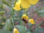 油菜花