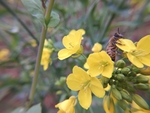 油菜花