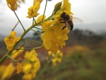 油菜花