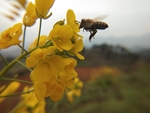 油菜花