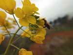 油菜花