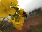 油菜花