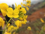 油菜花
