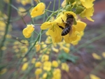 油菜花