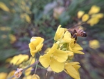 油菜花