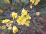 油菜花