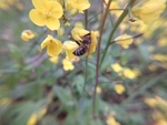 油菜花