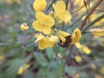 油菜花