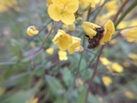 油菜花