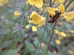 油菜花