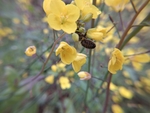 油菜花