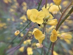 油菜花