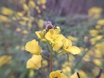 油菜花