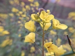 油菜花