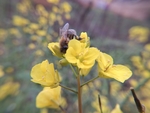 油菜花