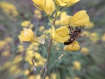 油菜花