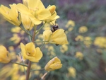 油菜花